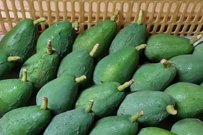 Avocados