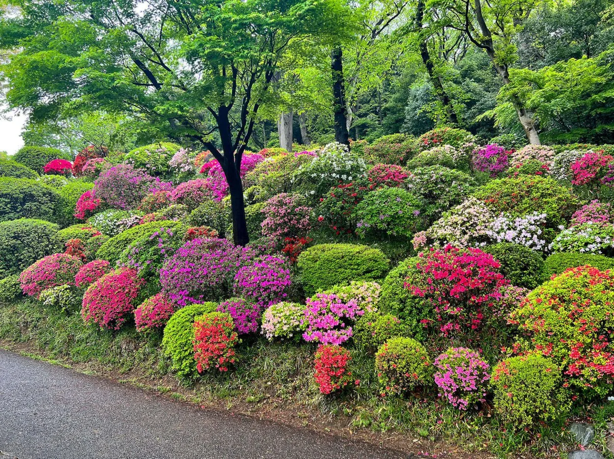 azalea-01.jpg