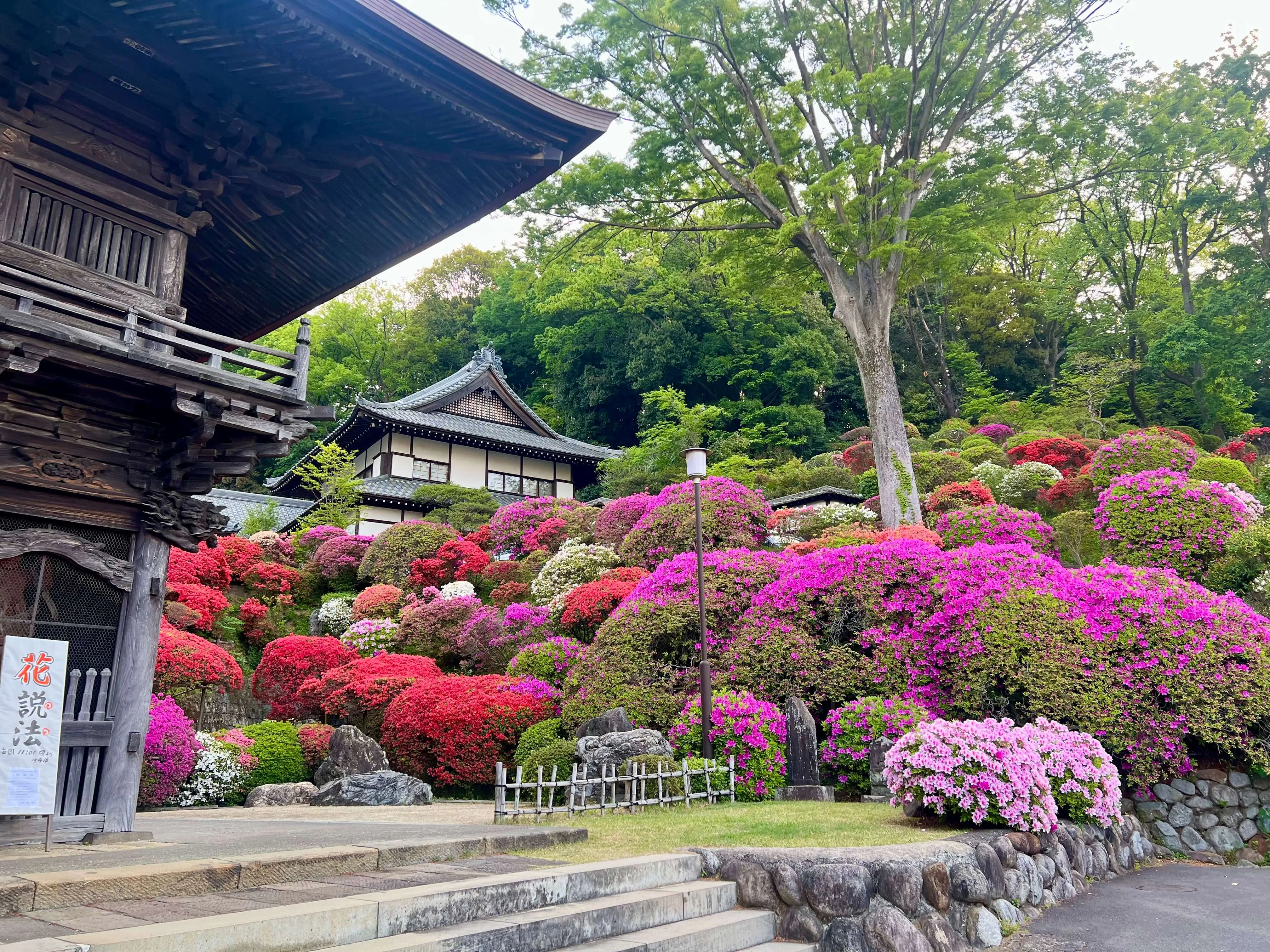 Togaku-in with azalea