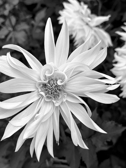 B&W-1.webp