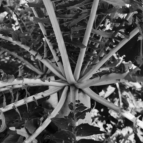 B&W b.webp