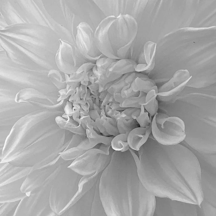 B&W dahlia.webp