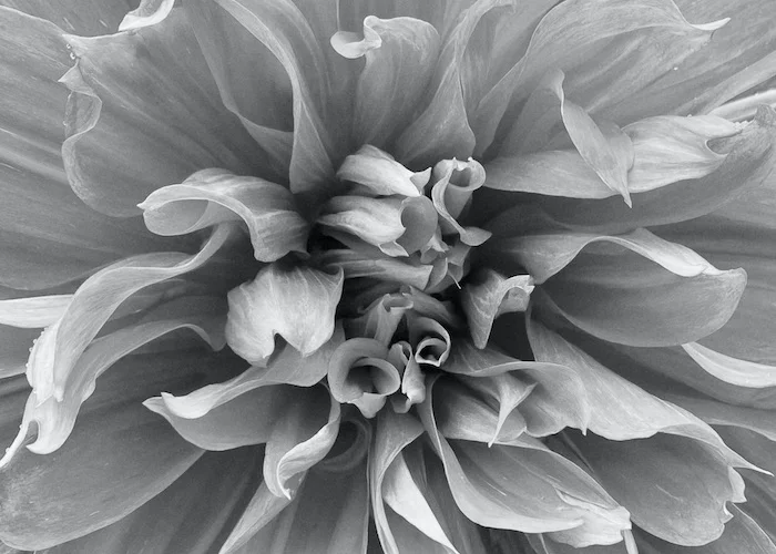 b&w doll.webp