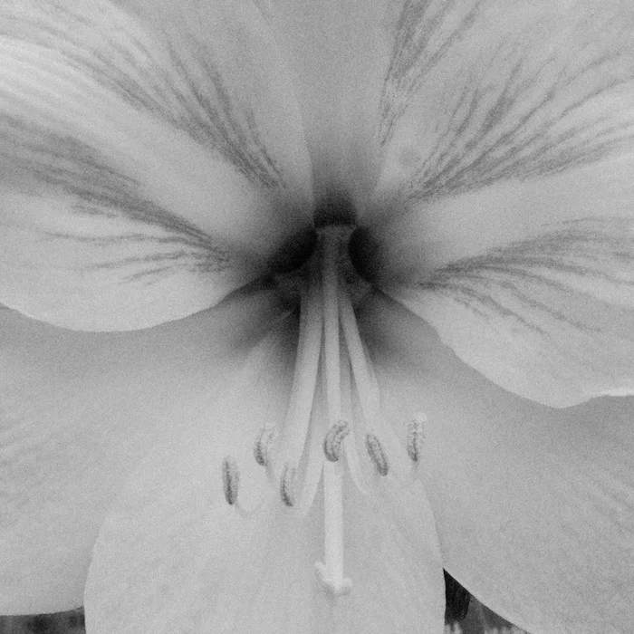 B&W flower.webp