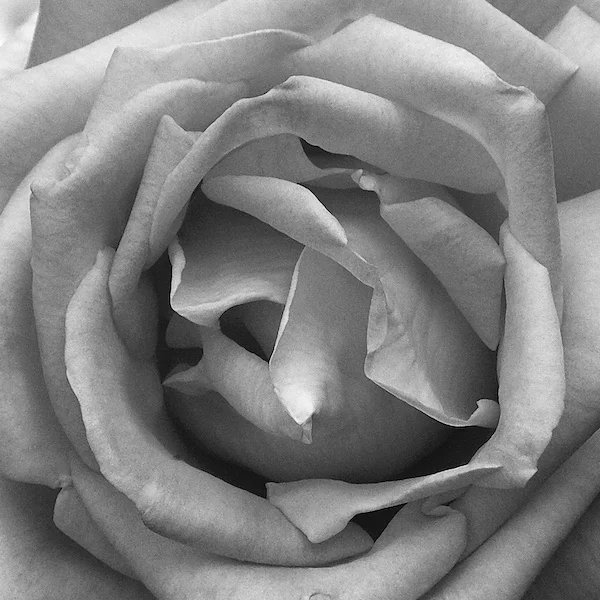 B&W.webp