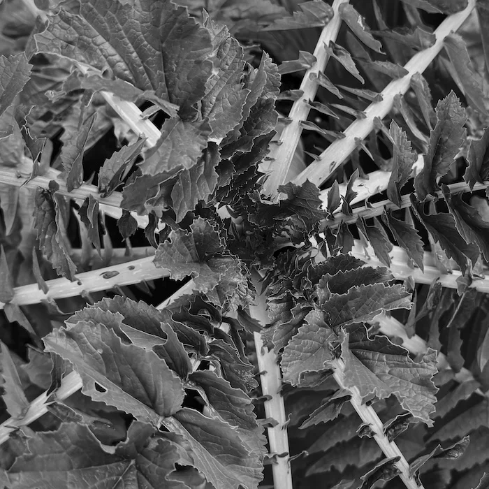 B&W.webp