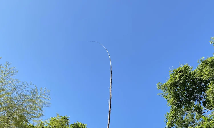 bamboo shoot.webp