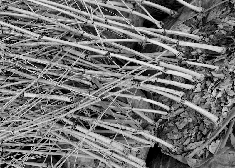 bamboo.webp