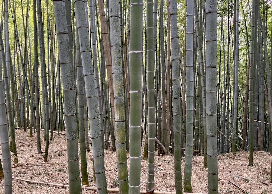 bambooA.webp