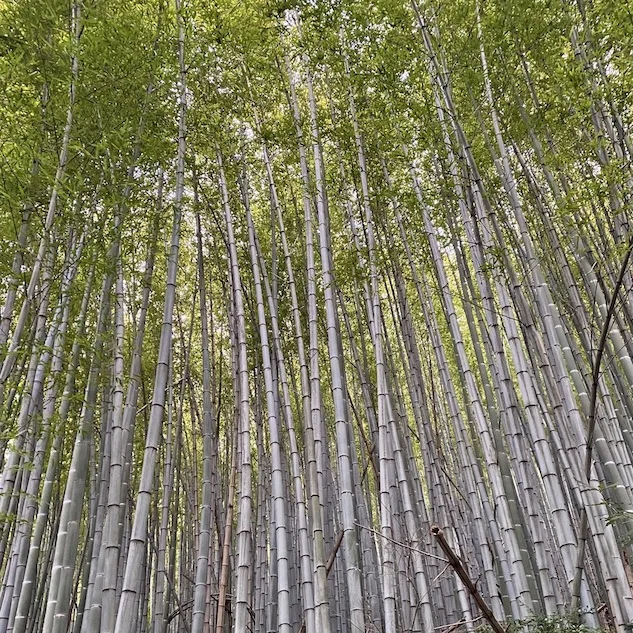 bambooC.webp
