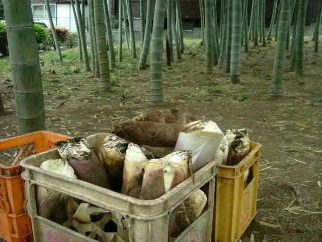 Bambooshootharvest-1.webp