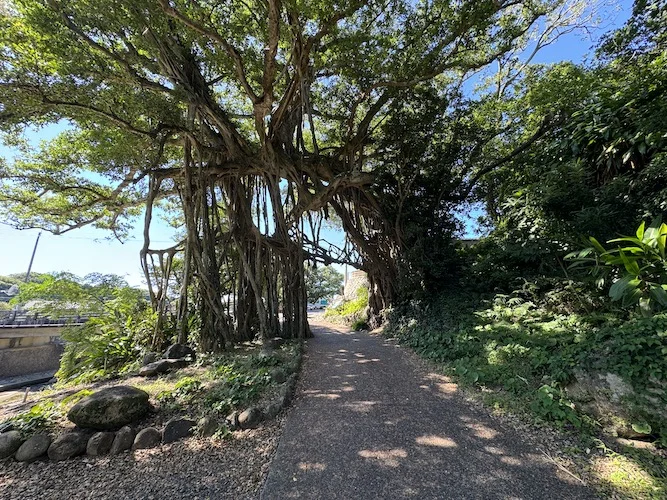 banyan.webp