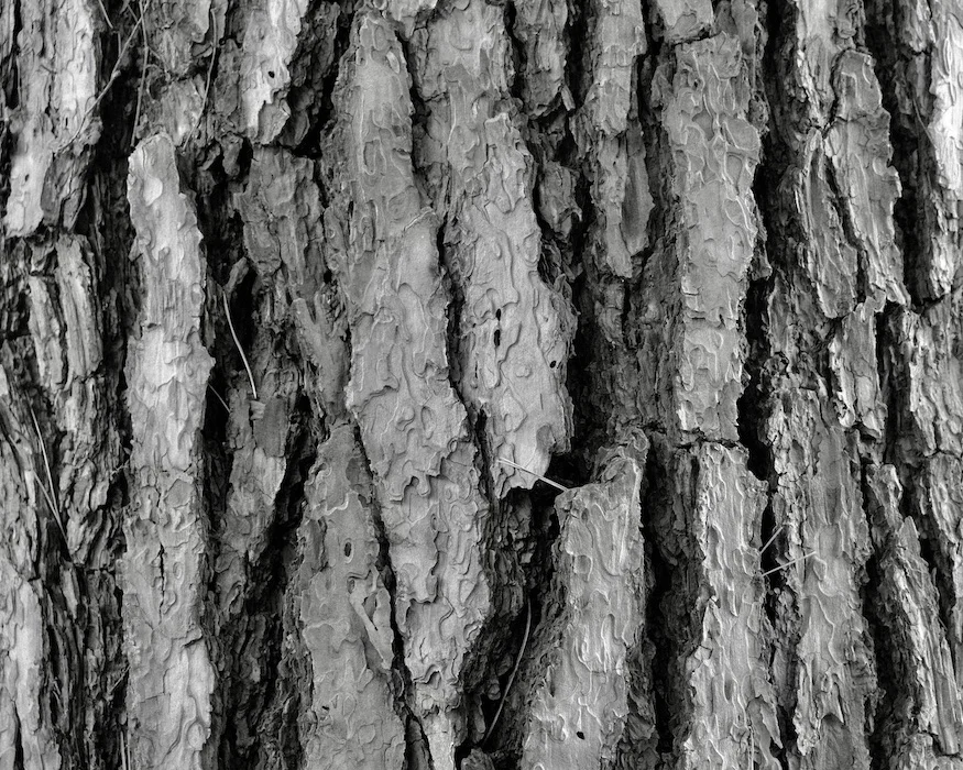 bark.webp
