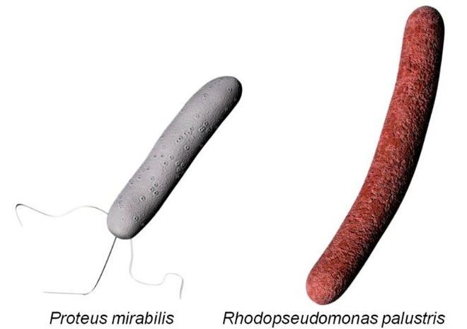 Rhodopseudomonas palustris and Proteus mirabilis