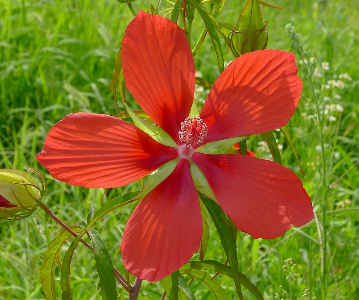 big red-892.webp