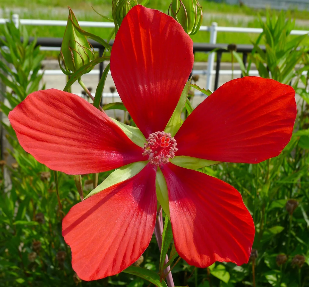 big red-894.webp