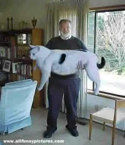 biiiiiiiiiiigcat-1.webp