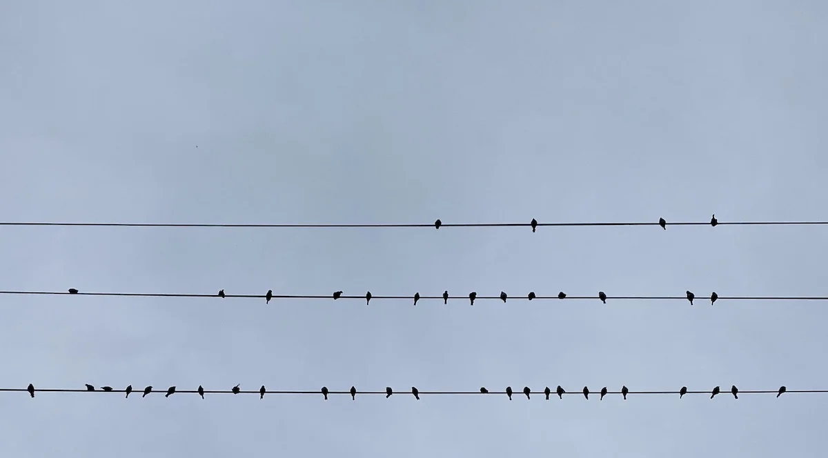 birds on wires.webp