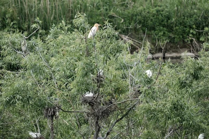 birds2.JPG