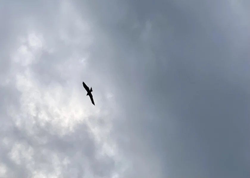black kite.jpeg