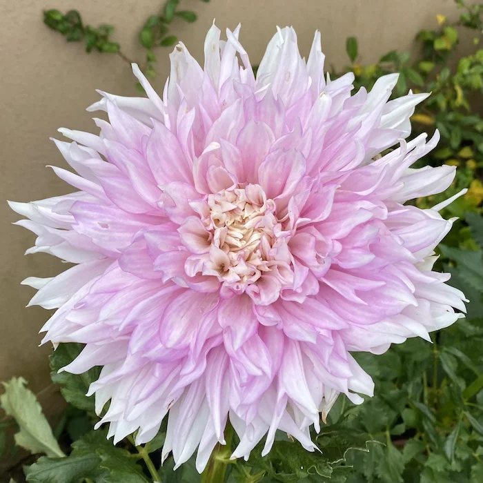bloom-1.webp