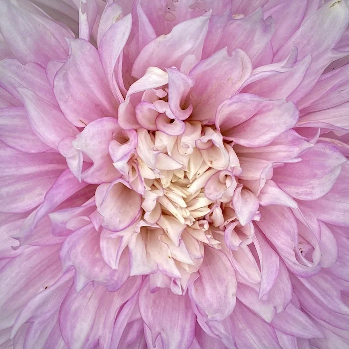 bloom-2.webp