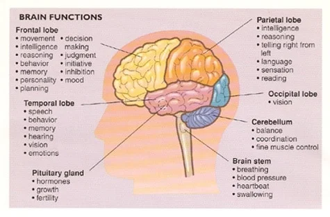 Brain-Functions.webp
