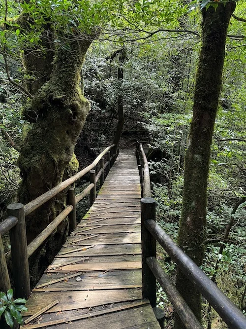 bridge.webp