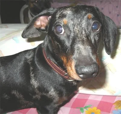 BRINO-1.webp