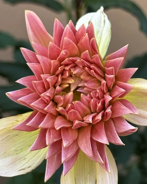bud.webp