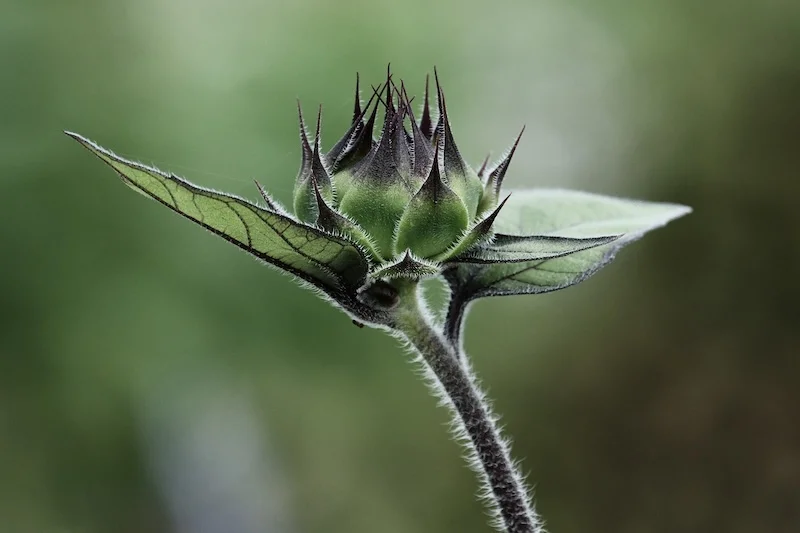 bud2.webp