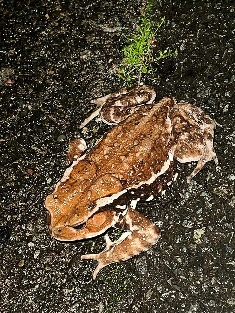Bufo japonicus formosus, アズマヒキガエル