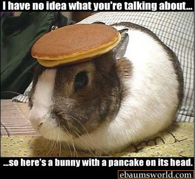 bunny-1.webp