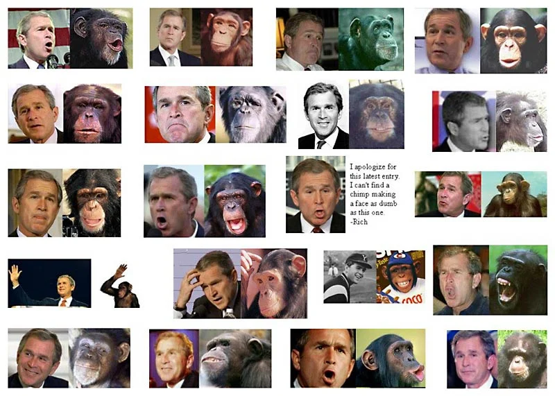 bush_monkey-1.webp