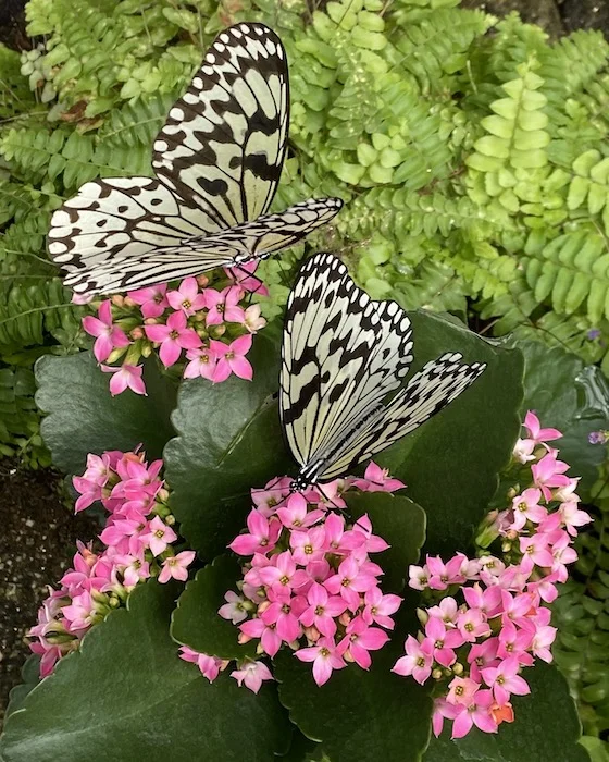 butterfly2.webp