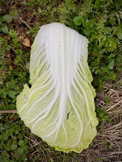 cabbage leaf.webp