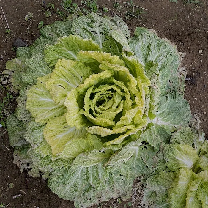 cabbage.webp