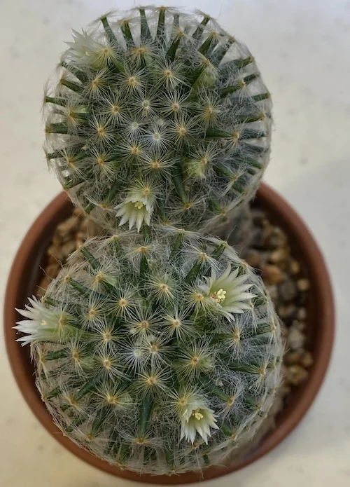 cactus flower.webp