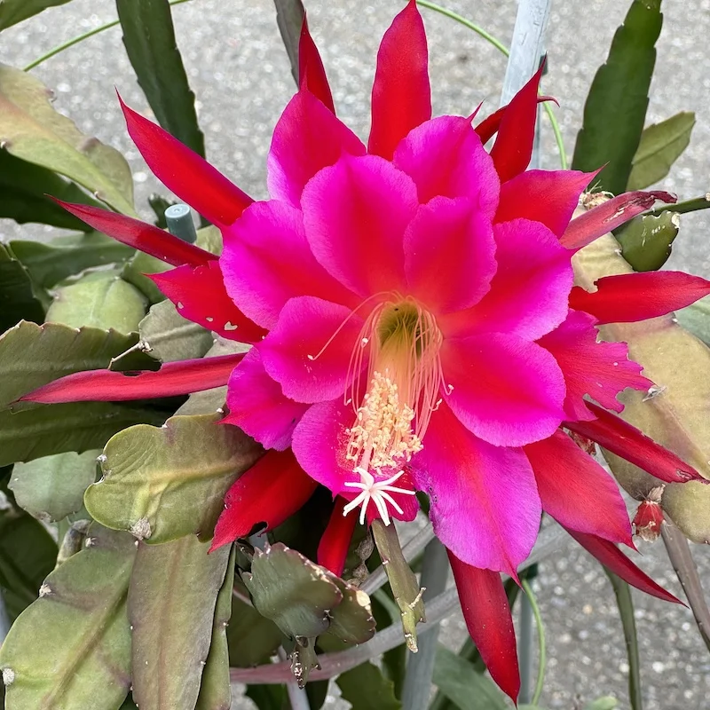 cactus1.JPG