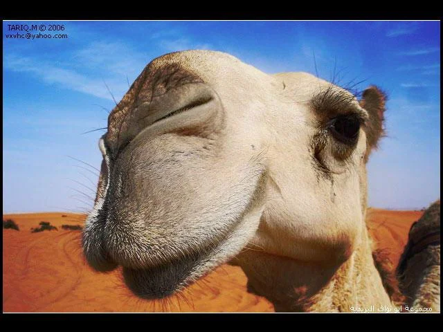 camel-1.webp