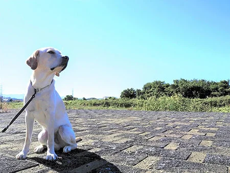 Gunma cancer dog