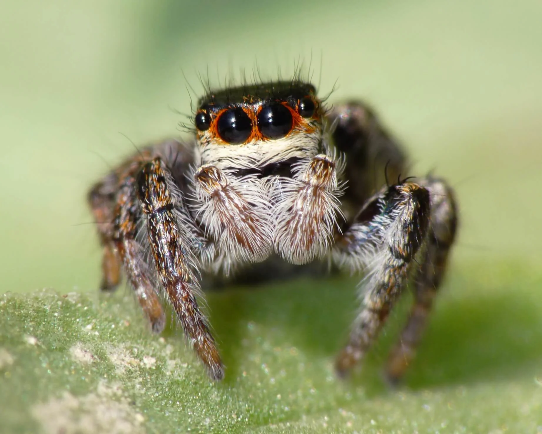 carrhotus-xanthogramma.webp