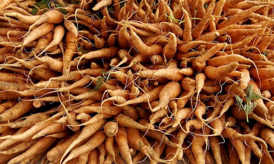carrot ends.webp