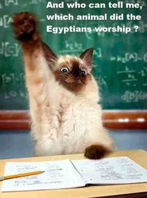 cat.webp