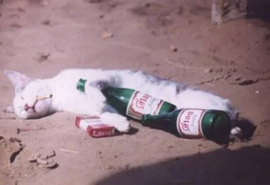 cat2-1.webp