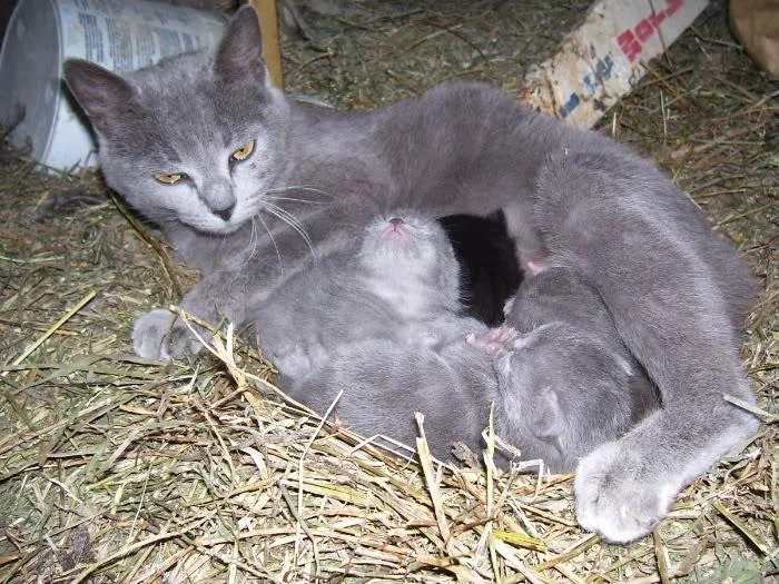cats-1.webp