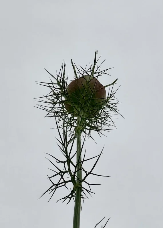 cc.webp