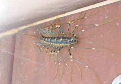 Centipede-1.webp
