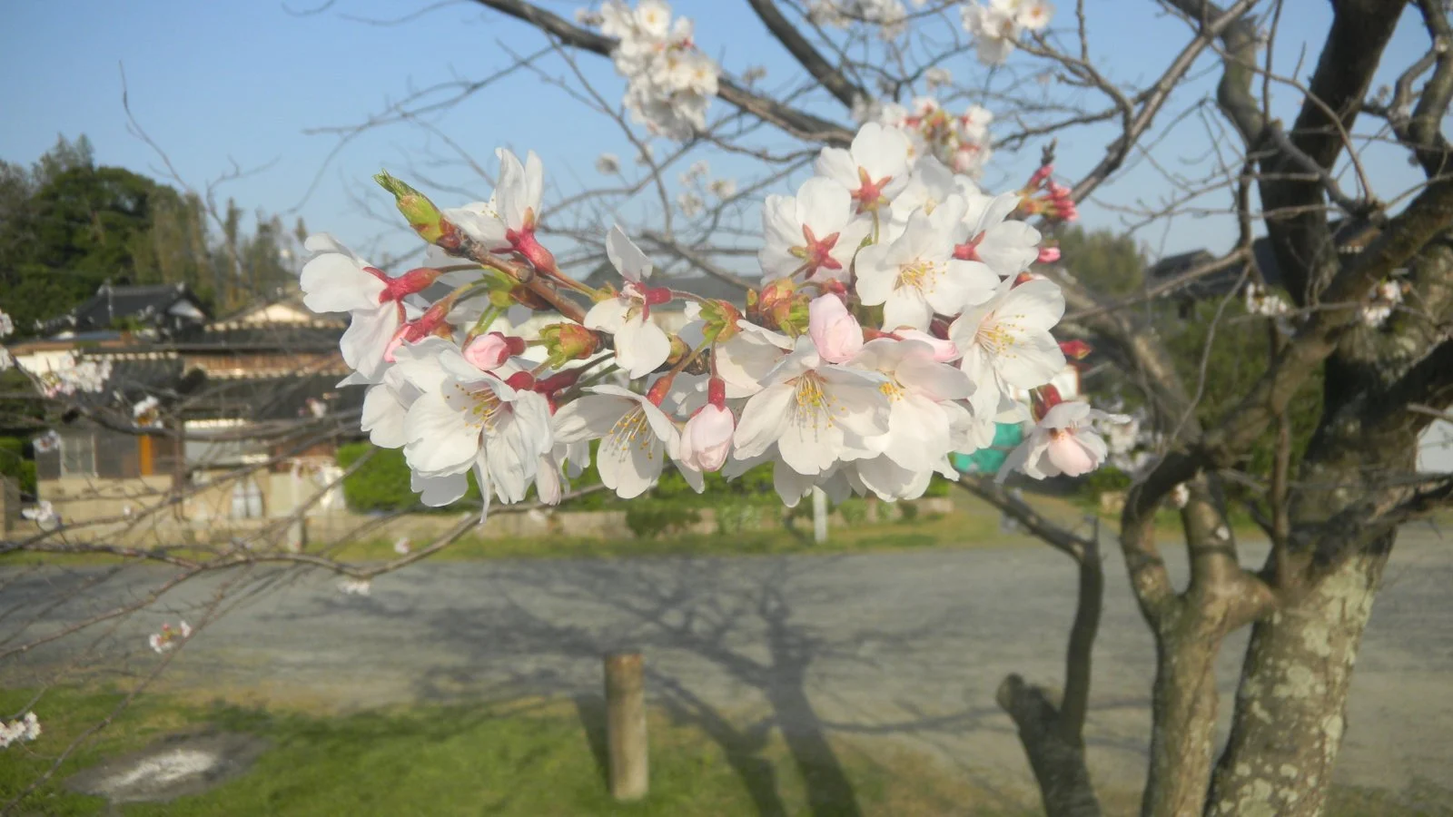 Cherry Blossom (2).webp