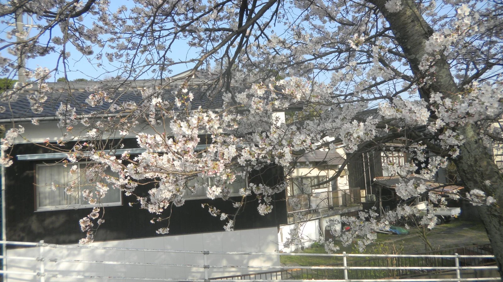 Cherry Blossom.webp